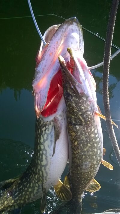 Northern Pike — Arinas
