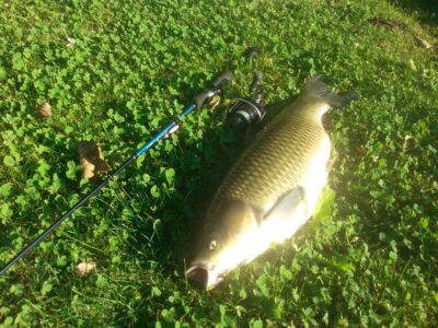 Grass carp, 3.2 kg — Želvos