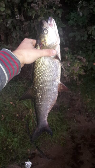 Asp, 1.5 kg — Kaunas reservoir