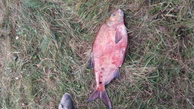 Carp bream, 4.1 kg — Skirvytė