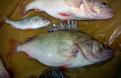 Eurasian perch ×14 — Kuršių