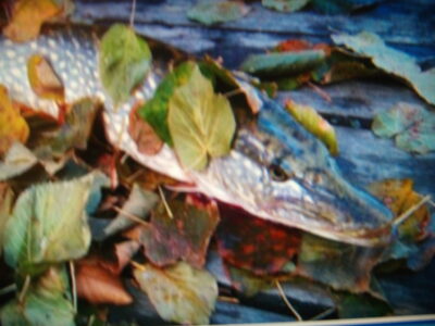 Northern Pike