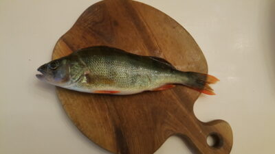 Eurasian perch, 0.2 kg