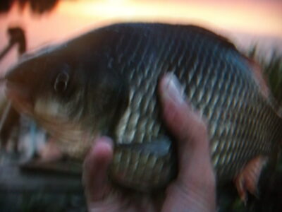 Prussian carp