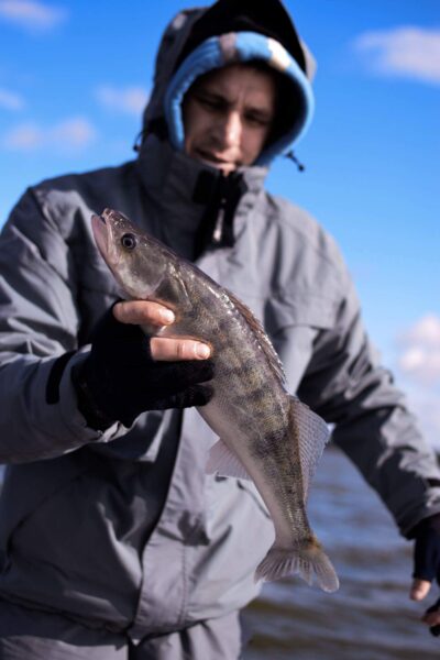 Pike perch, 1.0 kg — Kuršių