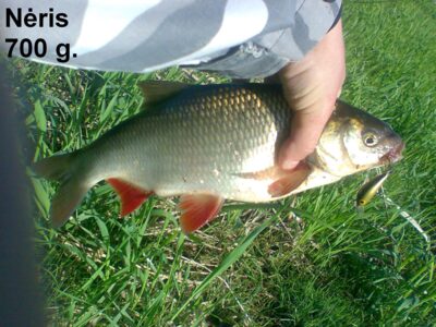 Ide, 0.7 kg — Neris River