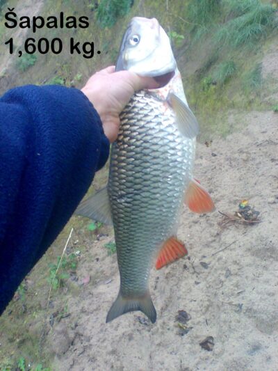 chub, 1.6 kg — Neris River
