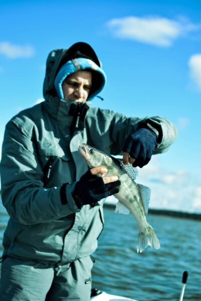 Pike perch — Kuršių
