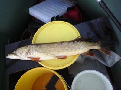 Northern Pike, 2.0 kg — Kiaunas
