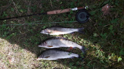 Grayling ×3