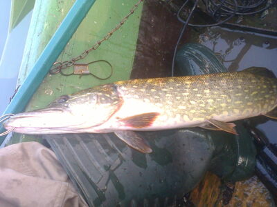 Northern Pike, 2.6 kg — Kretuonas