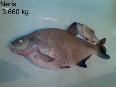 Carp bream, 3.6 kg — Neris River