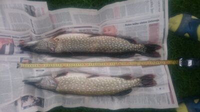 Northern Pike ×2 — Neris River