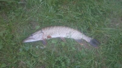 Northern Pike, 2.0 kg — Širvėnos