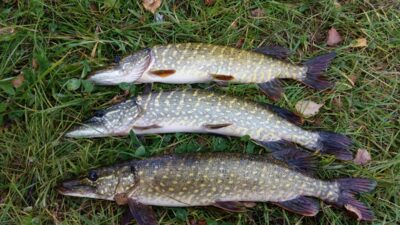 Northern Pike ×3 — Labūnavos