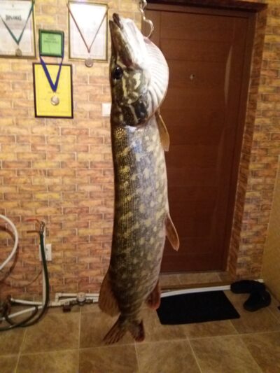 Northern Pike, 1.0 kg — Pagryžuvio
