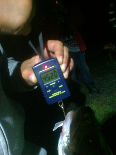 Pike perch, 4.5 kg