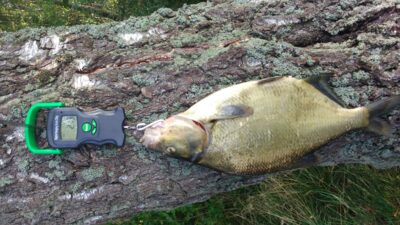 Carp bream, 2.1 kg — Drūkšiai