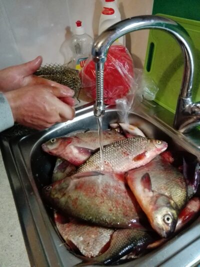 Carp bream ×6 — Skirvytė