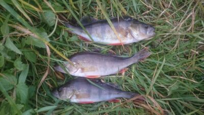 Eurasian perch ×3 — Rokantiškių