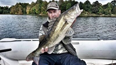 Pike perch, 3.8 kg