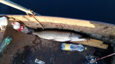 Northern Pike, 7.0 kg — Kivylių