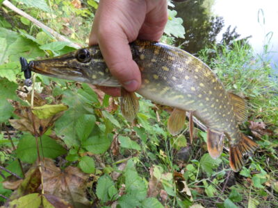 Northern Pike — Шешупе