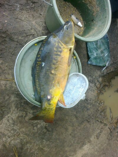 Mirror carp, 3.5 kg — Krūminių