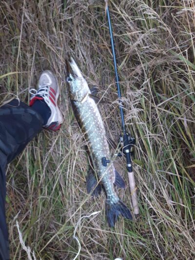 Northern Pike, 1.1 kg