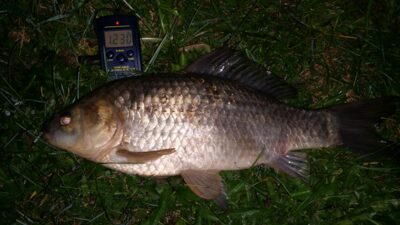 Prussian carp, 1.2 kg