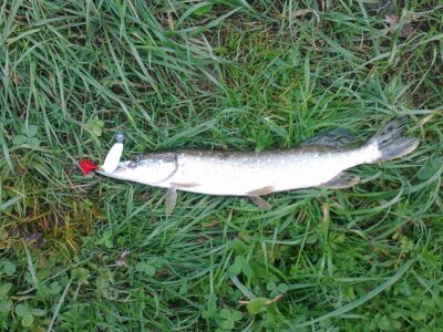 Northern Pike — Gaižėnų