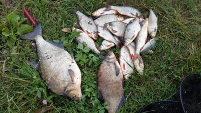 Carp bream, 2.0 kg
