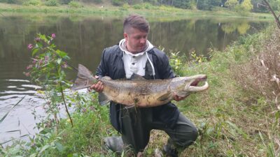 Atlantic salmon, 13.0 kg