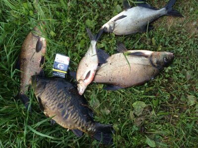 Mirror carp, 2.0 kg — Rotinėnų
