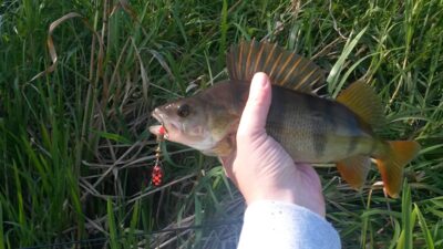 Eurasian perch, 0.3 kg — Dubysa