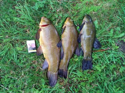 Tench