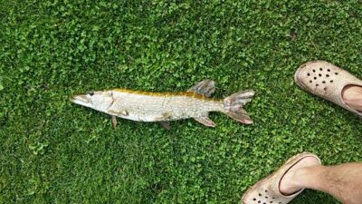 Northern Pike, 1.0 kg — Katinų