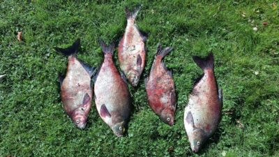 Carp bream ×5 — Skirvytė