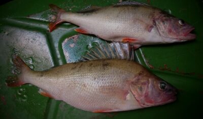 Eurasian perch, 0.5 kg