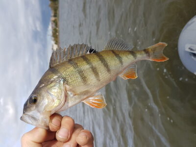 Eurasian perch — Mastis