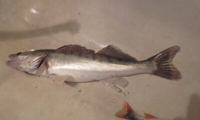 Pike perch, 1.0 kg — Bubių