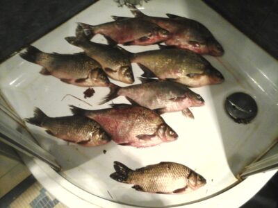 Carp bream ×9