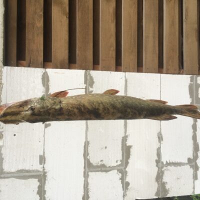 Northern Pike, 2.0 kg — Skarbelis