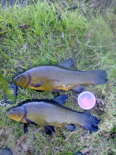 Tench, 1.5 kg — Mūša
