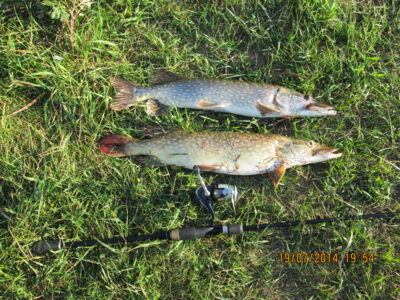 Northern Pike ×2 — Neman River