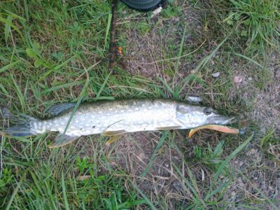 Northern Pike