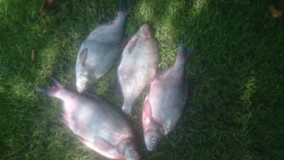 Carp bream ×4 — Neris River