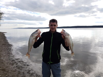 Pike perch, 1.5 kg — Kuršių