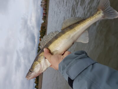 Pike perch, 1.0 kg — Mastis