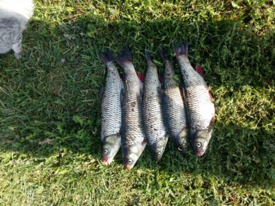 chub ×5 — Neman River